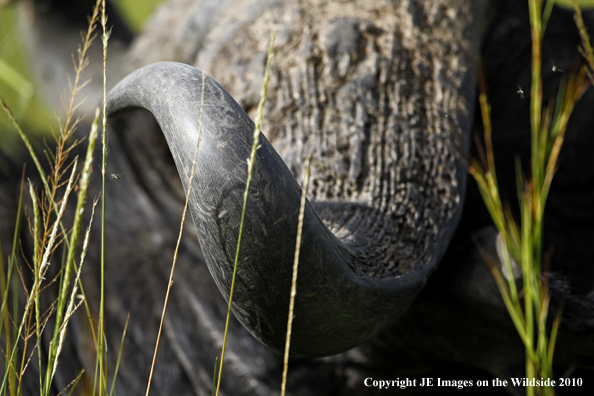 Cape buffalo in habitat, Kenya, Africa.