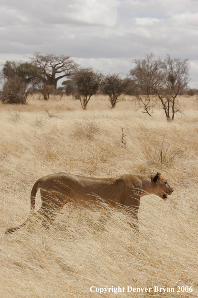 African lionesses 