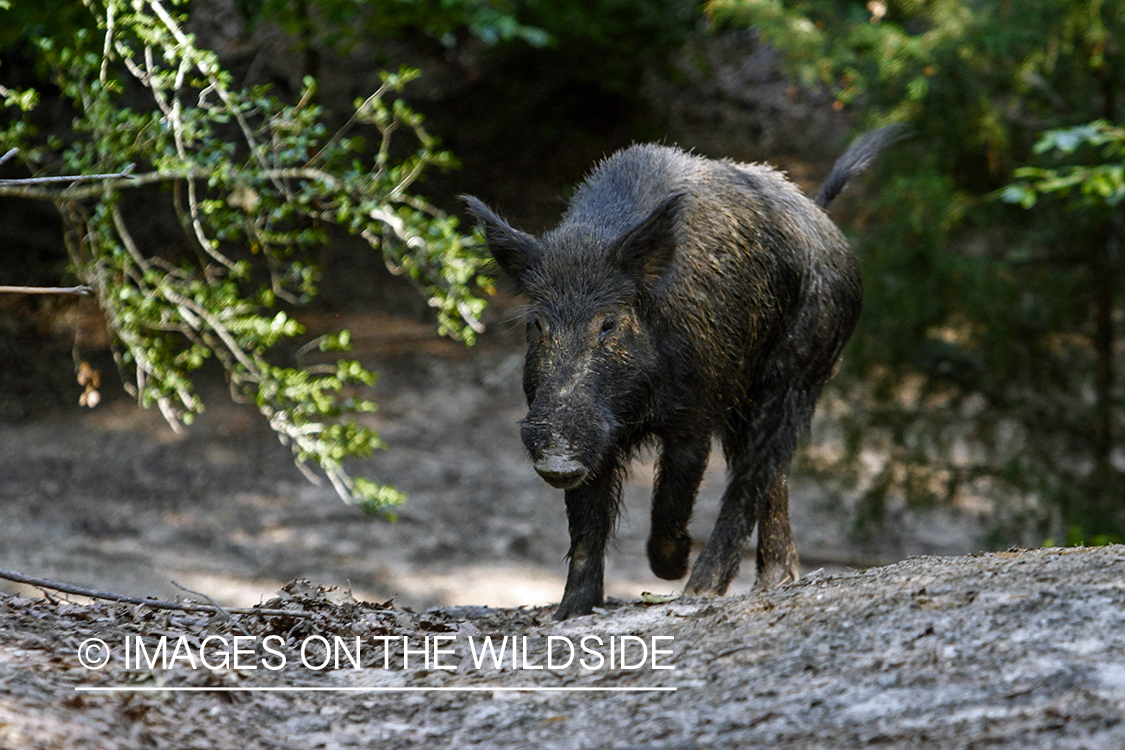 Feral hog in habitat.