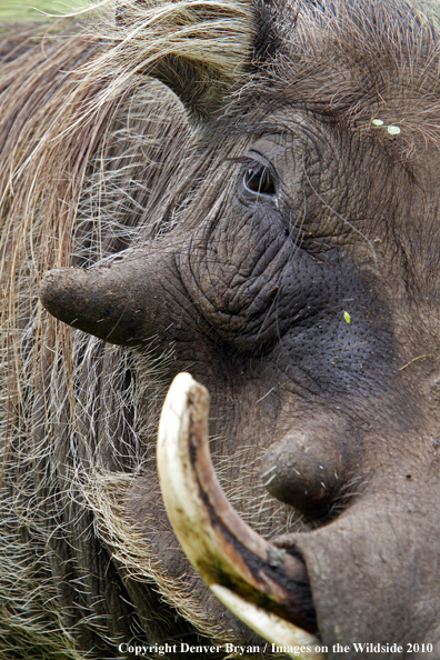 African Warthog