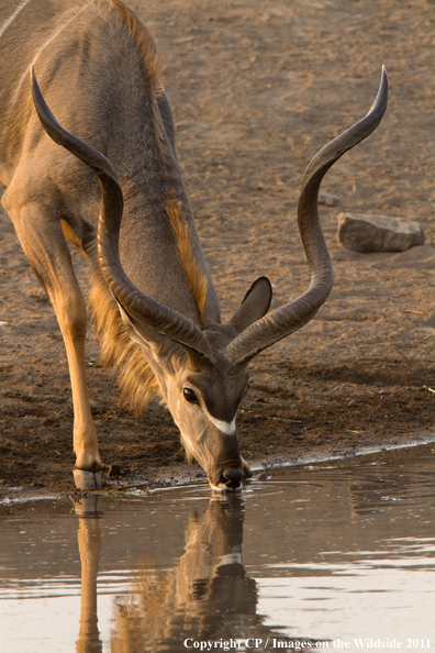 Kudu in habitat. 