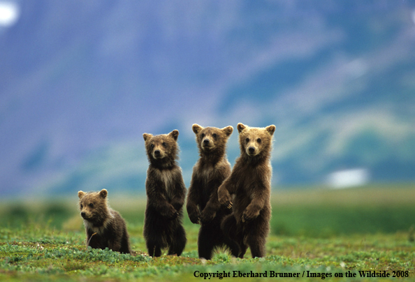 Brown Bear in habitat