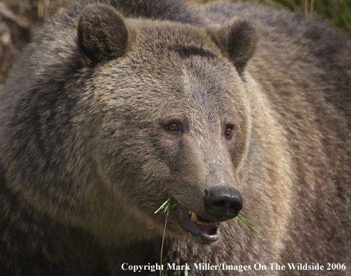 Grizzly bear in habitat.