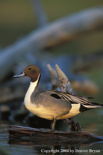 Pintail drake on log