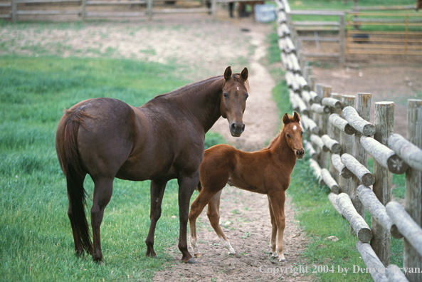 Quarter horse and foal in pasture.
