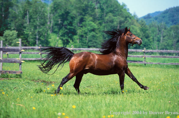 Morgan stallion in pasture.