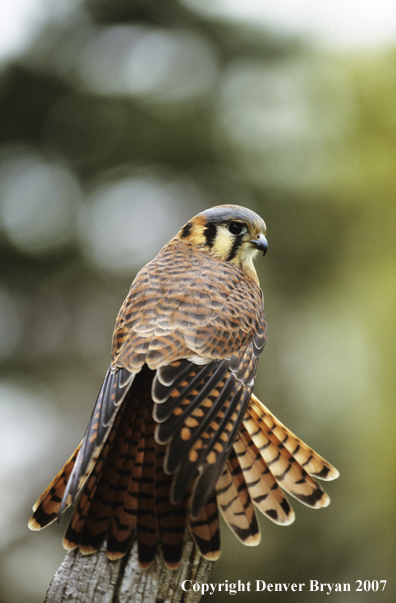 American kestrel perched on snag.