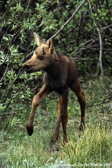 Moose Calf