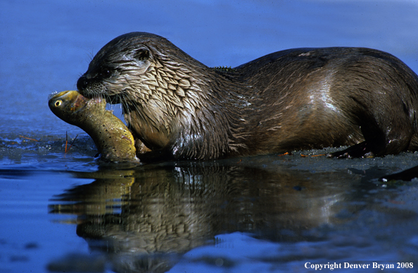 River Otter in habitat