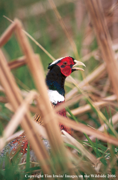 Ring-necked pheasant in field.