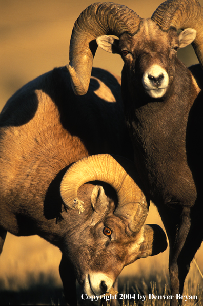 Rocky Mountain bighorn sheep in habitat (close up).