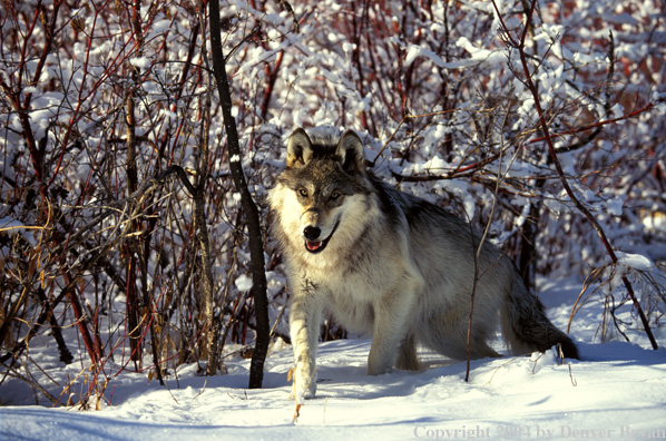 Gray wolf in habitat.