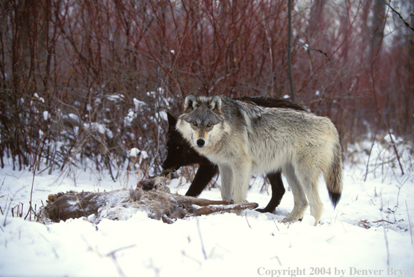 Gray wolves with kill.