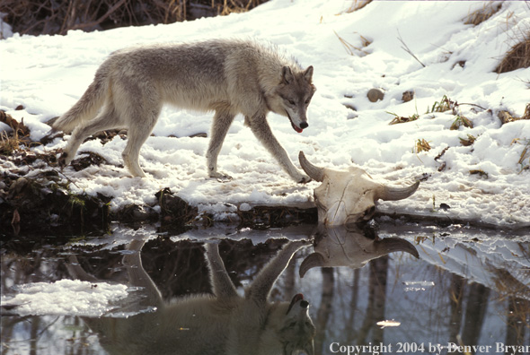 Gray wolf in winter habitat.