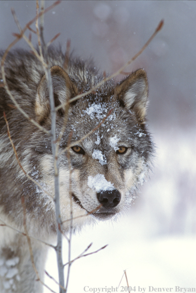 Gray wolf in winter habitat.
