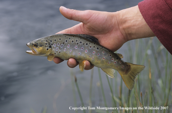Brown Trout