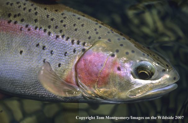 Rainbow Trout