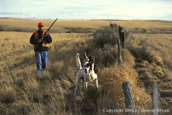 Upland bird hunter moves up on English Pointer and Setter.