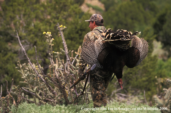 Spring hunter with bagged turkey in field.