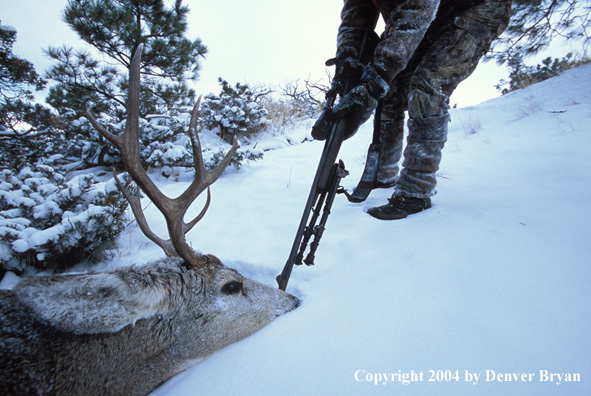 Big game hunter checking downed mule deer.