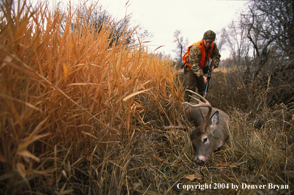 Hunter checking downed white-tailed deer.