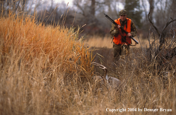 Hunter approaching downed white-tailed deer.
