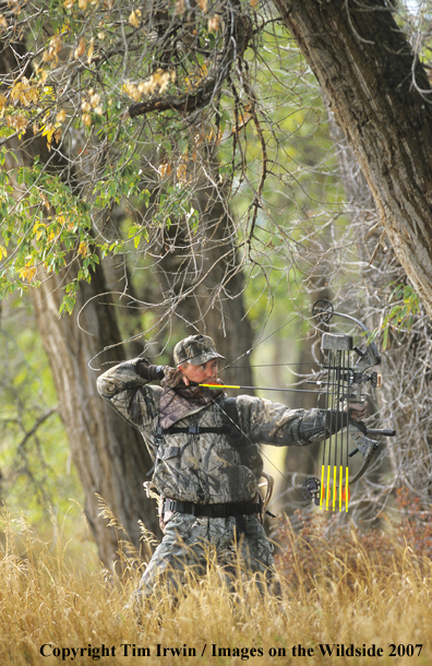 Western bowhunter takes aim in cottonwoods.