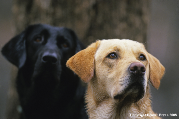Black and Yellow Labrador Retrievers