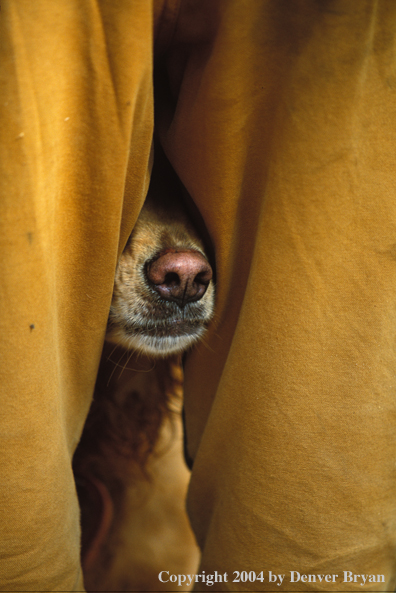 Golden Retriever looking from behind hunter.