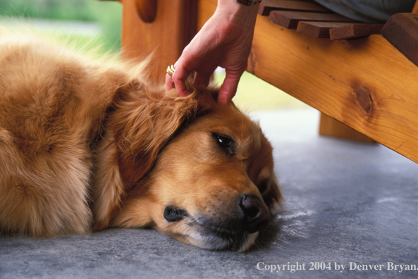 Golden Retriever with owner.