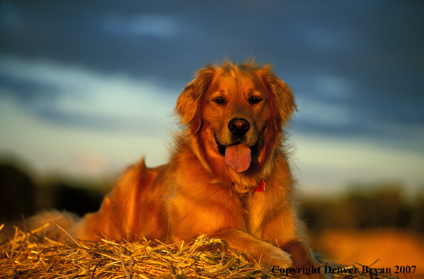 Golden Retriever.