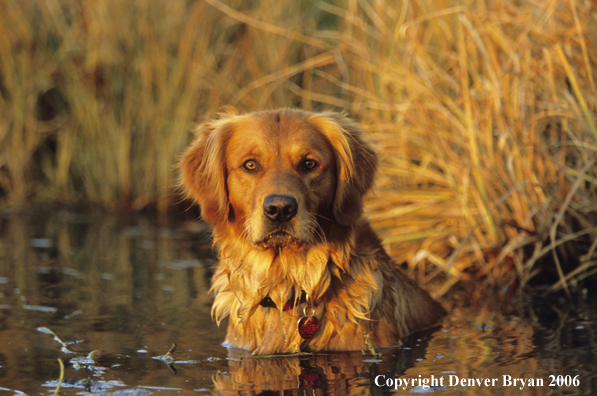 Golden Retriever in water.