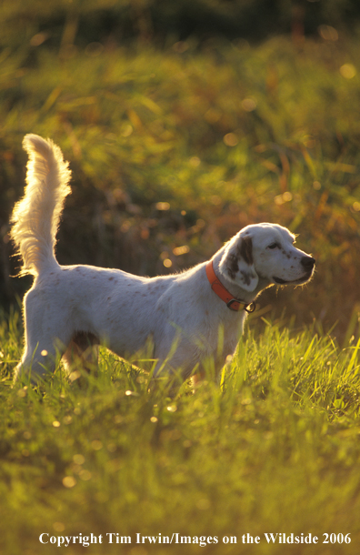 English Pointer in field.