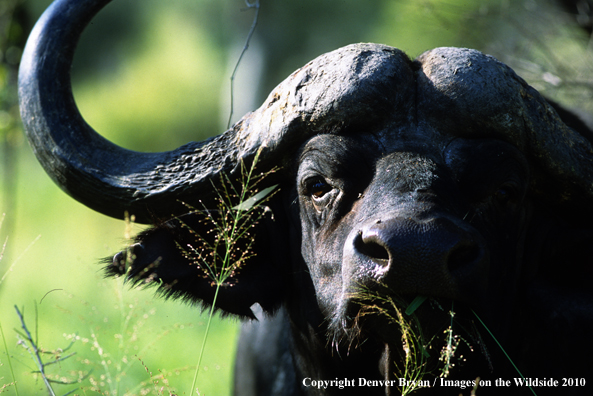 Cape Buffalo in habitat.