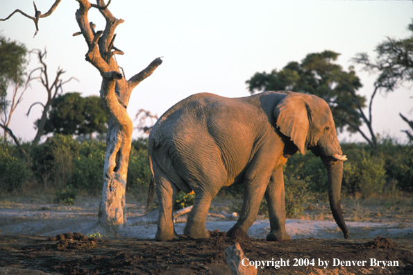 African elephant at sunrise/sunset