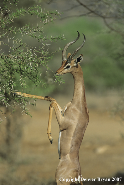 Gerenuk male on hind legs feeding.