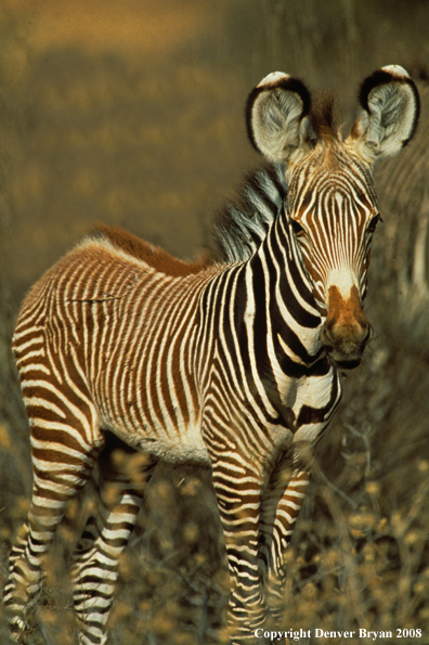Young Grevy's Zebra in habitat