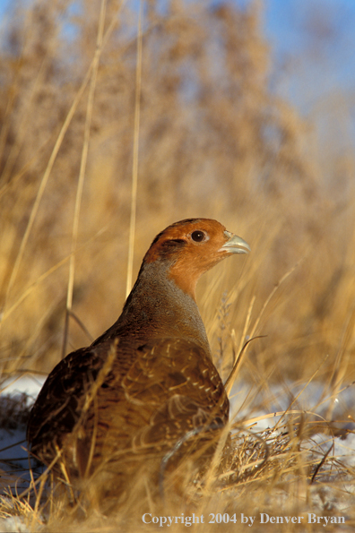 Hungarian Partridge in dead grass