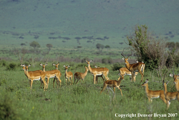 African Impala bucks and does in field.