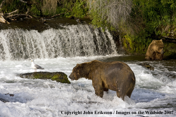 Brown bears fishing