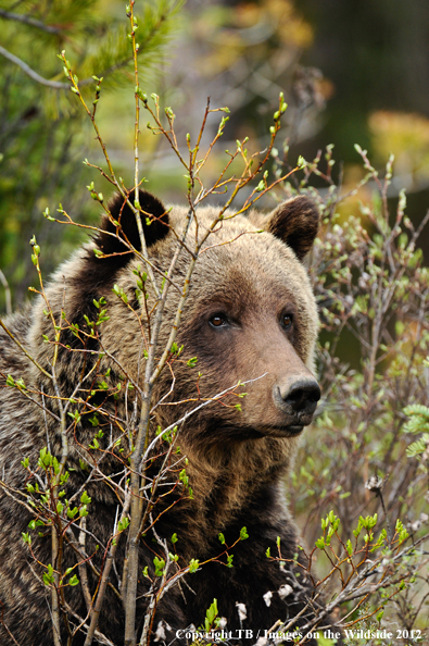 Grizzly Bear in habitat.