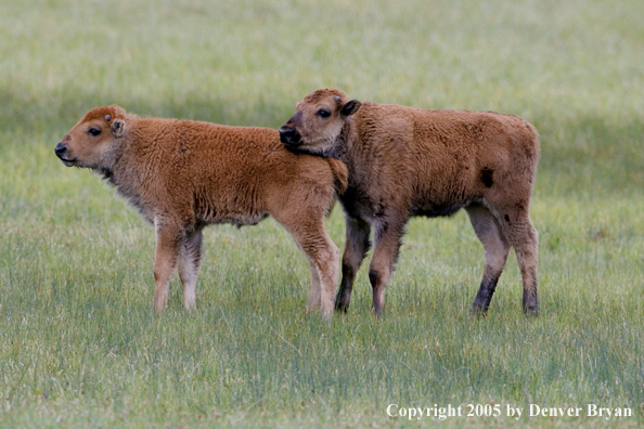 American bison calves in habitat.