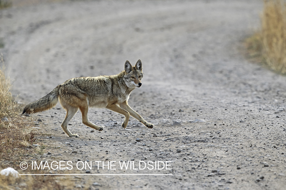 Coyote in habitat.