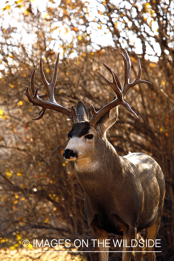 Mule deer 