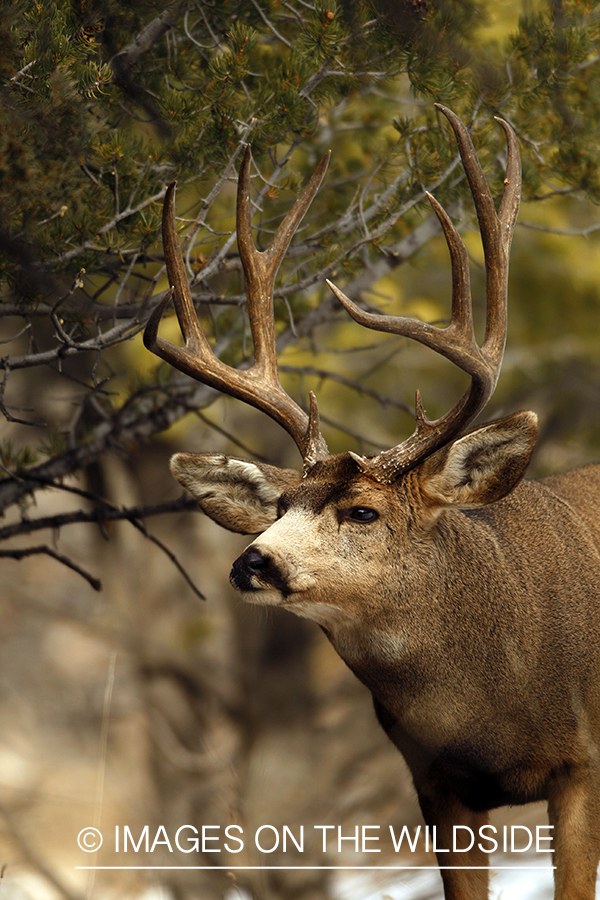 Mule deer 