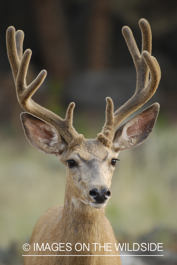 Mule deer in velvet