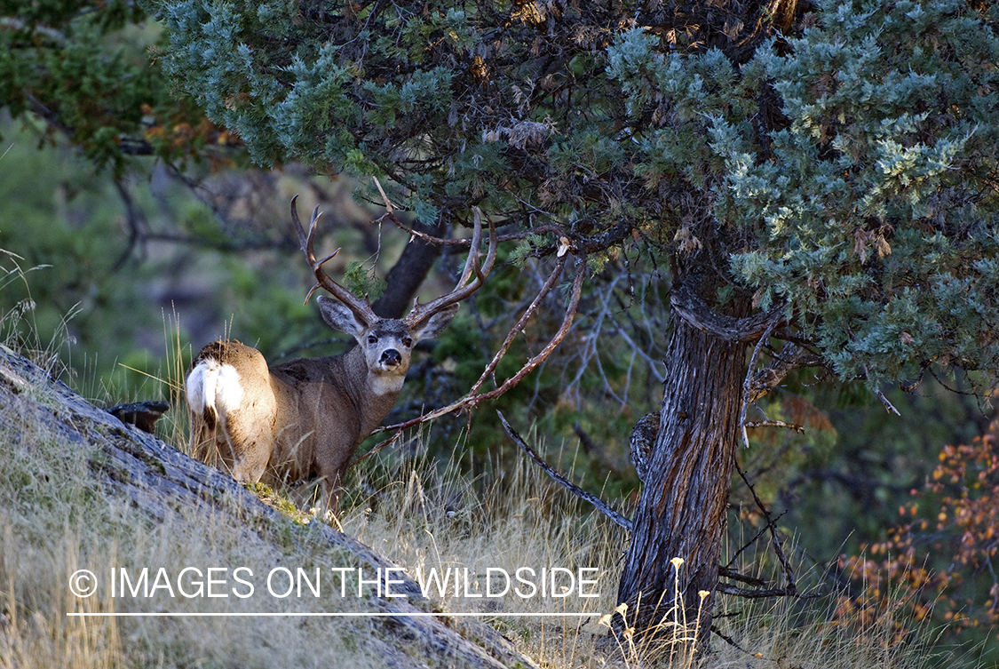Mule deer 