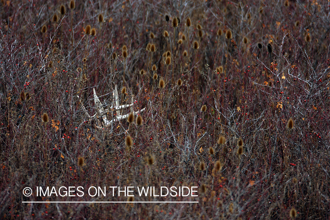 Whitetail Buck in Field