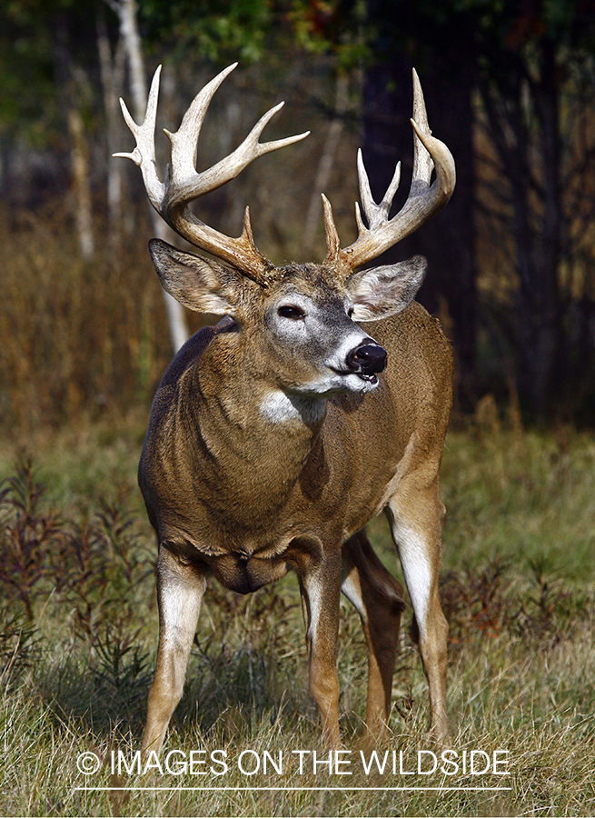 Whitetail buck in habitat