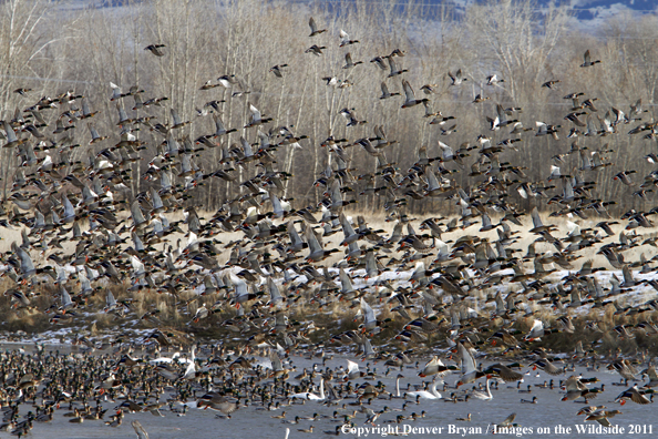 Large flock of mallards in flight. 